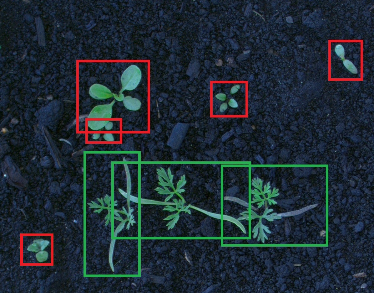 Weedbot WeedBot Weeding Technology