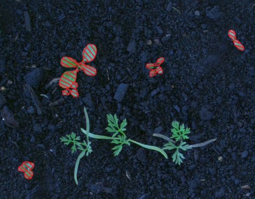 WeedBot – Laser-focused on weeds